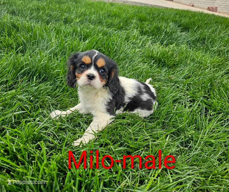 Milo – Cavalier King Charles Spaniel puppy for sale in Rock Valley, IA