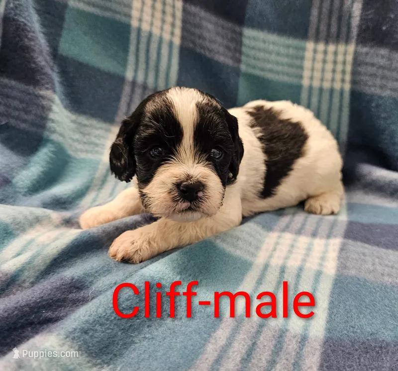 Cliff – Cavapoo puppy for sale in Rock Valley, IA