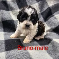 Bruno, a male Shihpoo for sale in Rock Valley, IA – Photo 7 of 8