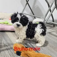 Bruno, a male Shihpoo for sale in Rock Valley, IA – Photo 4 of 8