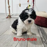 Bruno, a male Shihpoo for sale in Rock Valley, IA – Photo 6 of 8
