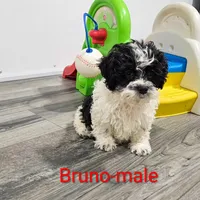 Bruno, a male Shihpoo for sale in Rock Valley, IA – Photo 1 of 8