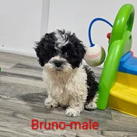 Bruno, a male Shihpoo for sale in Rock Valley, IA – Photo 2 of 8