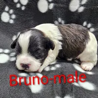 Bruno, a male Shihpoo for sale in Rock Valley, IA – Photo 8 of 8