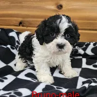 Bruno, a male Shihpoo for sale in Rock Valley, IA – Photo 5 of 8