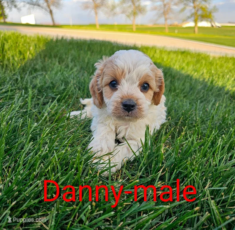 Danny – Cavapoo puppy for sale in Rock Valley, IA
