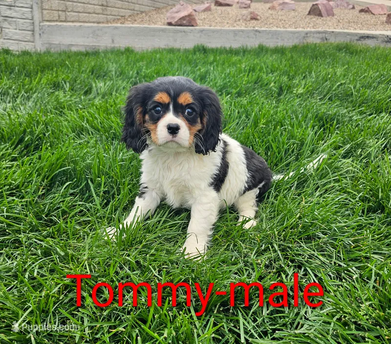 Tommy – Cavalier King Charles Spaniel puppy for sale in Rock Valley, IA
