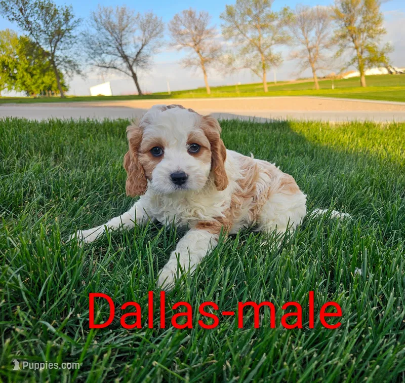 Dallas – Cavapoo puppy for sale in Rock Valley, IA
