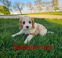 Dallas, a male Cavapoo for sale in Rock Valley, IA – 1 of 4