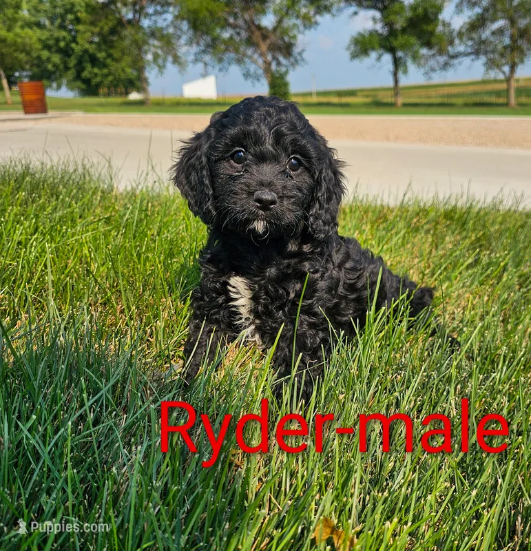 Ryder – Cavapoo puppy for sale in Rock Valley, IA