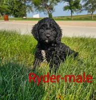 Ryder, a male Cavapoo for sale in Rock Valley, IA – 2 of 4