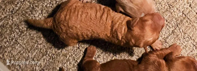 Oliver – Miniature Goldendoodle puppy for sale in Rock Valley, IA