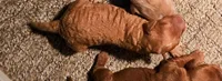 Oliver, a male Miniature Goldendoodle for sale in Rock Valley, IA – 1 of 1