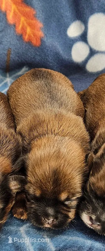 JJ – Shorkie puppy for sale in Rock Valley, IA