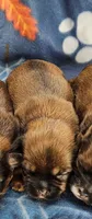 JJ, a male Shorkie for sale in Rock Valley, IA – 1 of 1