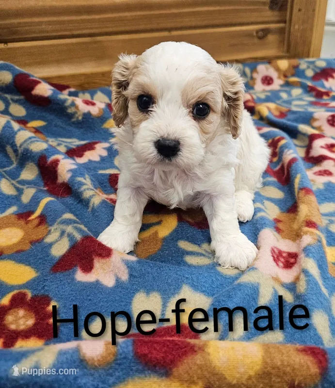 Hope – Cavachon puppy for sale in Rock Valley, IA