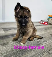 Missy, a female German Shepherd Dog for sale in Rock Valley, IA – Photo 2 of 4