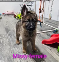 Missy, a female German Shepherd Dog for sale in Rock Valley, IA – Photo 1 of 4