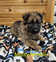 Missy, a female German Shepherd Dog for sale in Rock Valley, IA – Photo 4 of 4