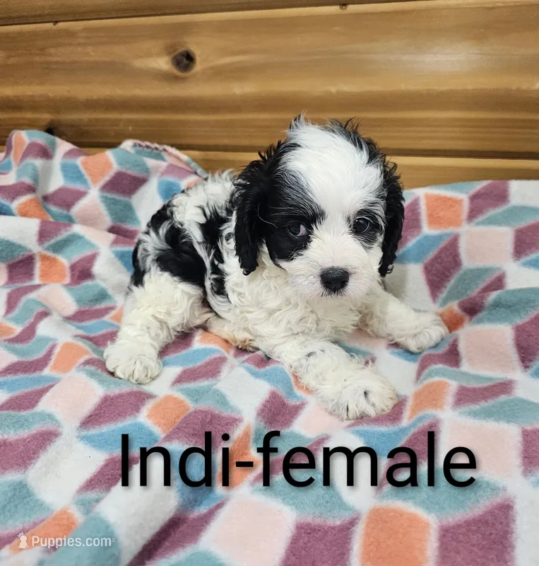 Indi – Cavapoo puppy for sale in Rock Valley, IA
