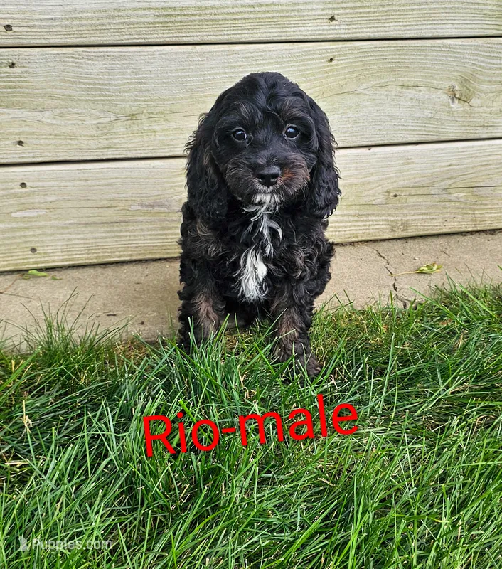 Rio – Cavapoo puppy for sale in Rock Valley, IA