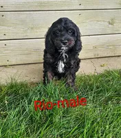 Rio, a male Cavapoo for sale in Rock Valley, IA – 1 of 5