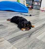 Teddy, a male Cavalier King Charles Spaniel for sale in Rock Valley, IA – 2 of 5