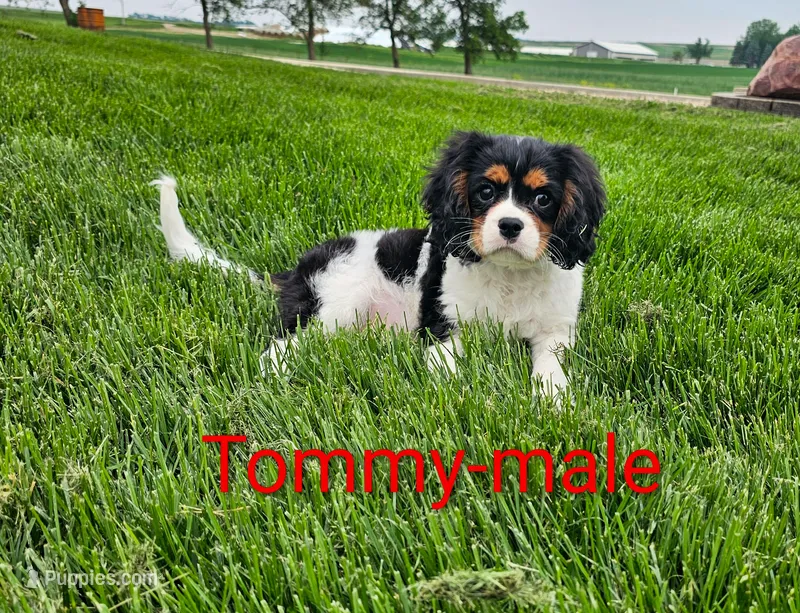 Tommy – Cavalier King Charles Spaniel puppy for sale in Rock Valley, IA