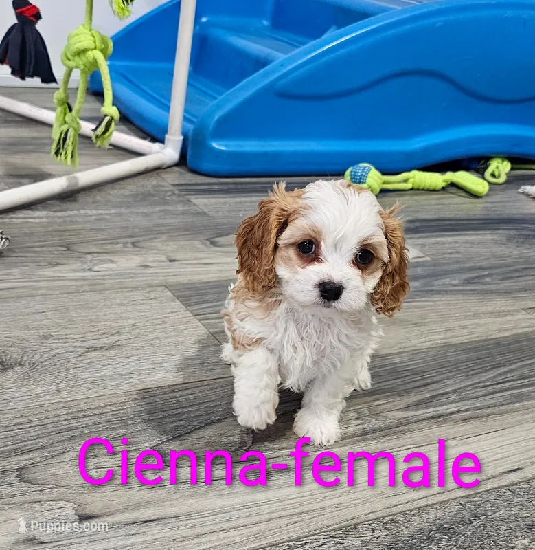 Cienna  – Cavapoo puppy for sale in Rock Valley, IA