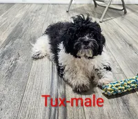 Tux, a male Shihpoo for sale in Rock Valley, IA – 1 of 6