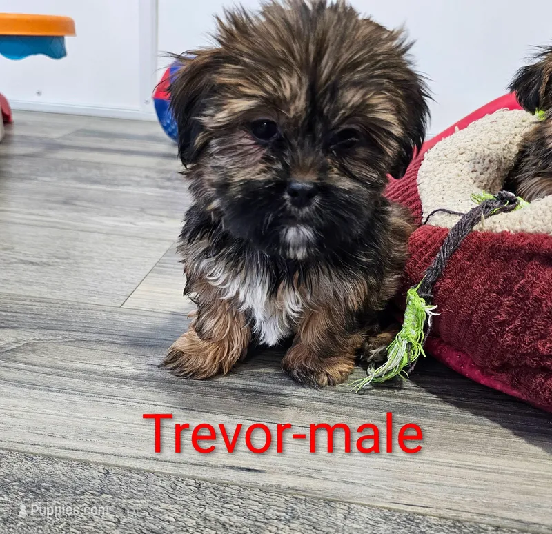 Trevor – Shorkie puppy for sale in Rock Valley, IA