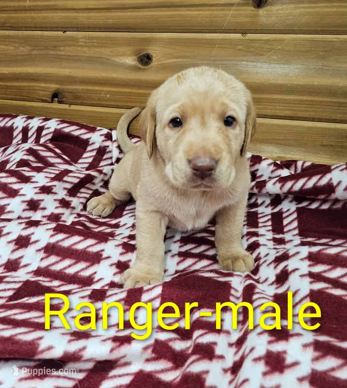 Ranger – Labrador Retriever puppy for sale in Rock Valley, IA