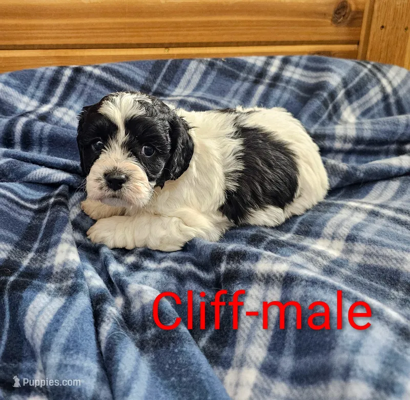 Cliff – Cavapoo puppy for sale in Rock Valley, IA