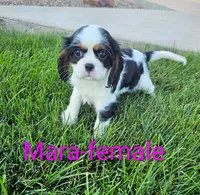 Mara, a female Cavalier King Charles Spaniel for sale in Rock Valley, IA – 1 of 1