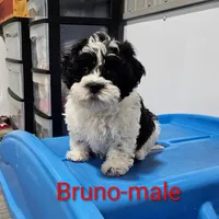 Bruno, a male Shihpoo for sale in Rock Valley, IA – Photo 3 of 8