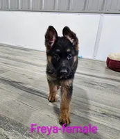 Freya, a female German Shepherd Dog for sale in Rock Valley, IA – Photo 1 of 4