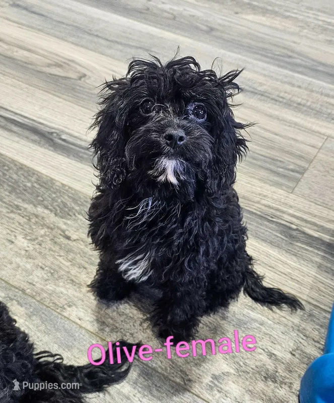 Olive – Cavapoo puppy for sale in Rock Valley, IA