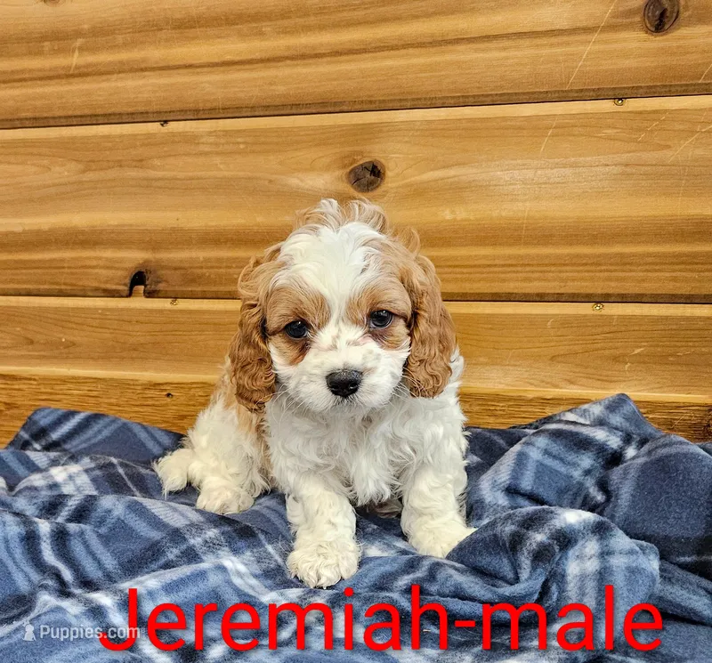 Jeremiah  – Cavapoo puppy for sale in Rock Valley, IA