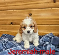 Jeremiah , a male Cavapoo for sale in Rock Valley, IA – 1 of 2