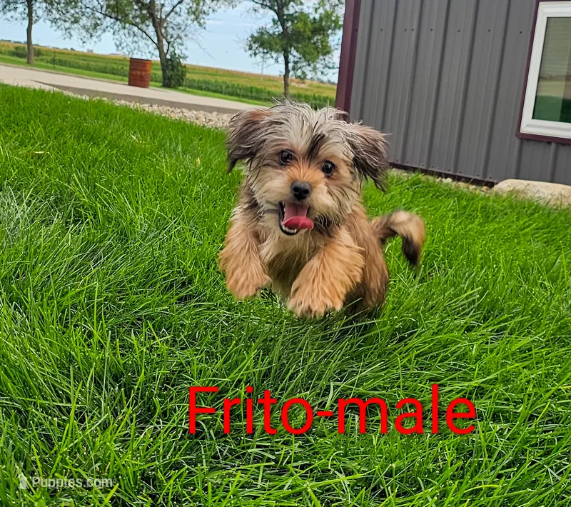 Frito – Shorkie puppy for sale in Rock Valley, IA