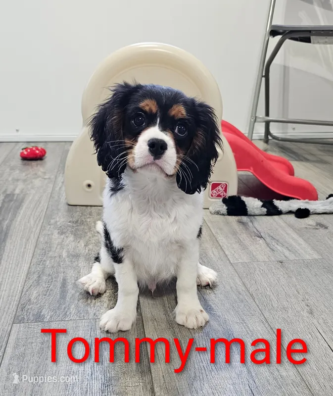 Tommy – Cavalier King Charles Spaniel puppy for sale in Rock Valley, IA
