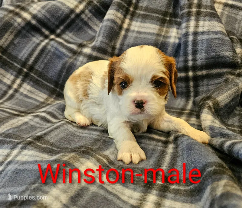 Winston  – Cavalier King Charles Spaniel puppy for sale in Rock Valley, IA