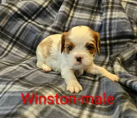 Winston , a male Cavalier King Charles Spaniel for sale in Rock Valley, IA – 1 of 1