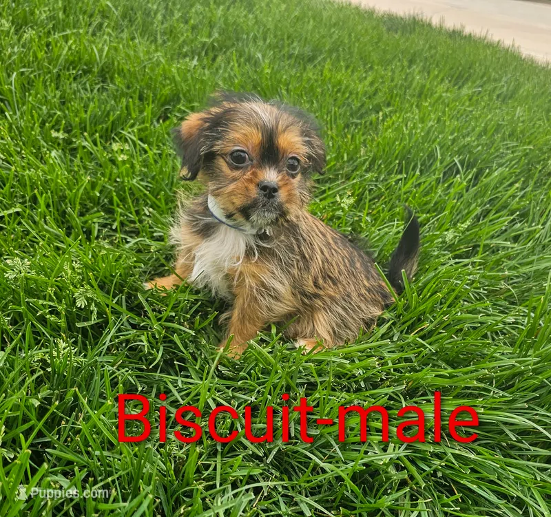 Biscuit – Shorkie puppy for sale in Rock Valley, IA