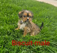 Biscuit, a male Shorkie for sale in Rock Valley, IA – 1 of 5