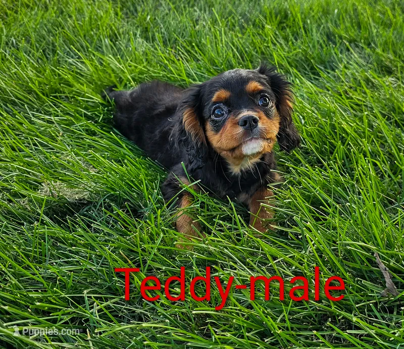 Teddy – Cavalier King Charles Spaniel puppy for sale in Rock Valley, IA