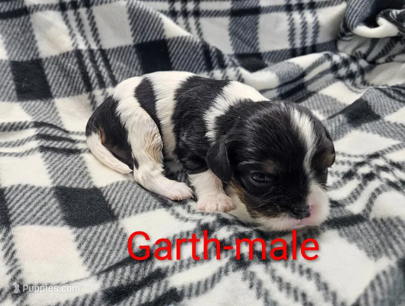 Garth – Cavalier King Charles Spaniel puppy for sale in Rock Valley, IA