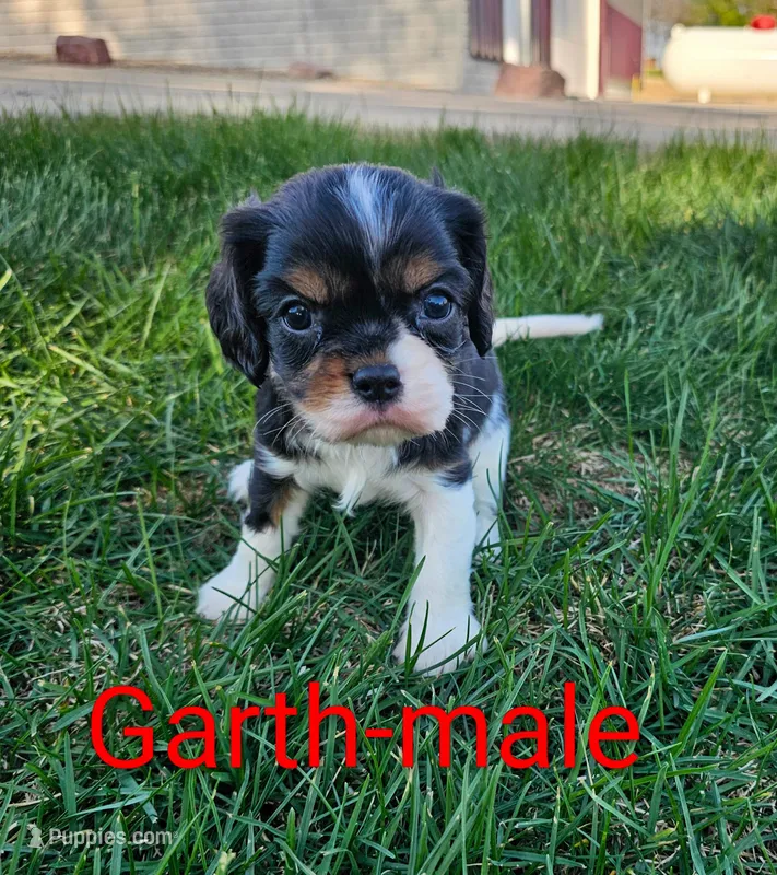 Garth – Cavalier King Charles Spaniel puppy for sale in Rock Valley, IA