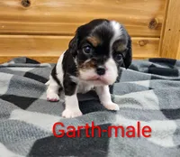 Garth, a male Cavalier King Charles Spaniel for sale in Rock Valley, IA – 3 of 4
