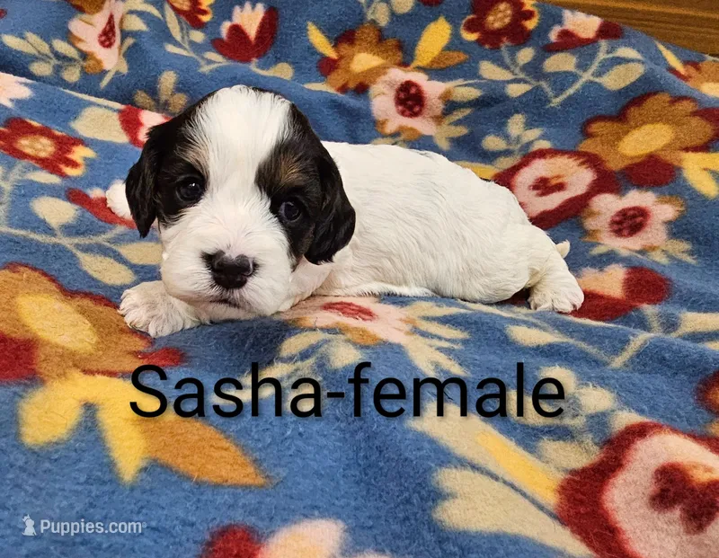Sasha – Cavapoo puppy for sale in Rock Valley, IA